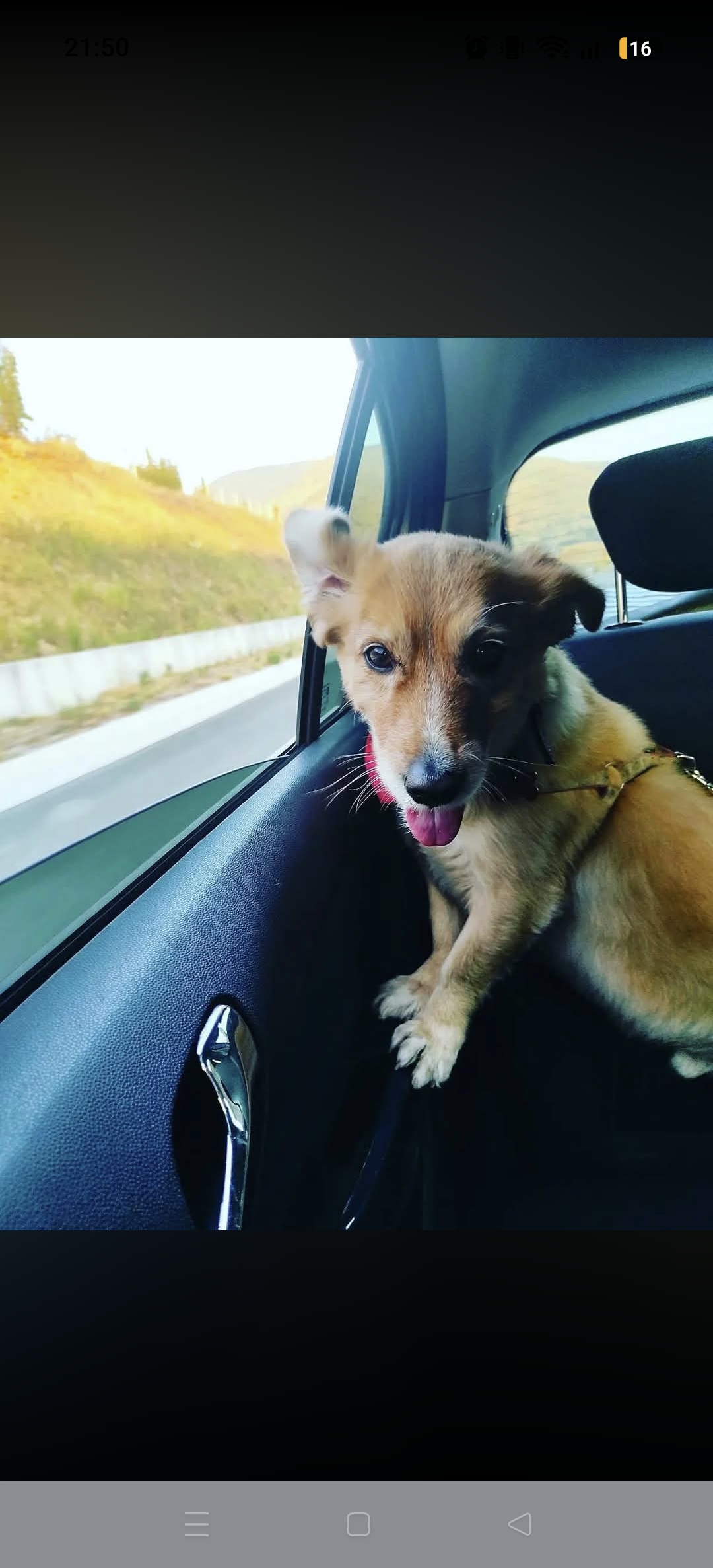 🐾 Με αγάπη και φροντίδα για τους μικρούς σας φίλους — photo 1